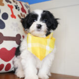 David Maltipoo 02