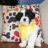 David Maltipoo 03