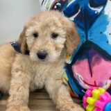 Devil Goldendoodle 01