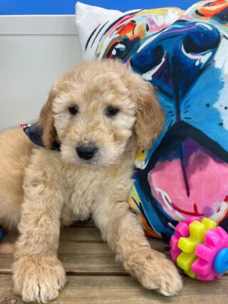 Devil Goldendoodle 01