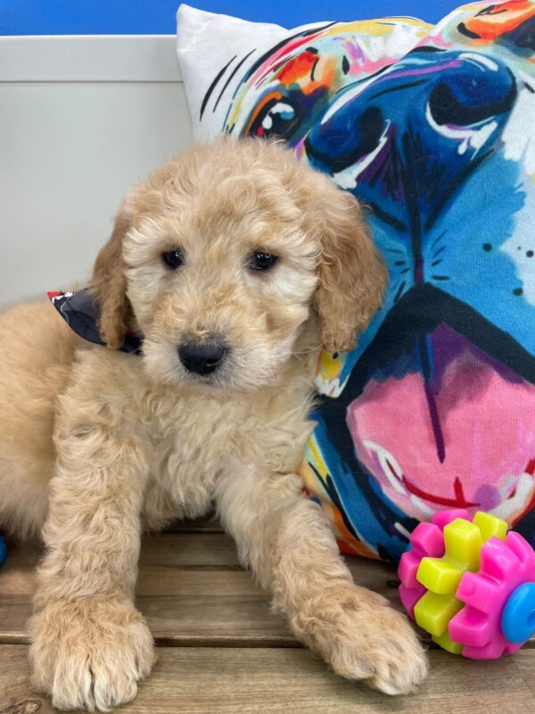 Devil Goldendoodle 01