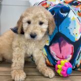 Devil Goldendoodle 02