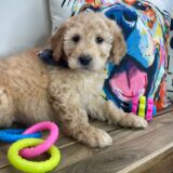 Devil Goldendoodle 03