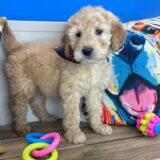 Devil Goldendoodle 04