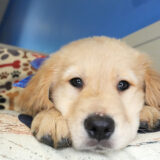 Domenico Golden Retriever 01