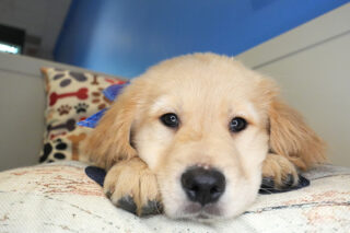 Domenico Golden Retriever 01