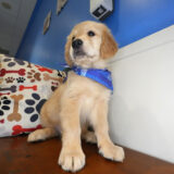 Domenico Golden Retriever 04