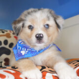 Donner Australian Shepherd 01