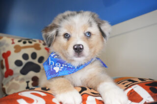 Donner Australian Shepherd 01