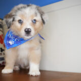 Donner Australian Shepherd 02