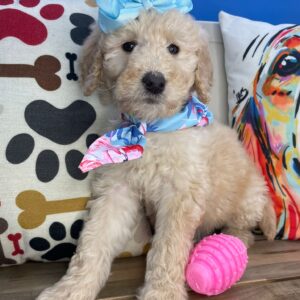 Dorada Goldendoodle 01