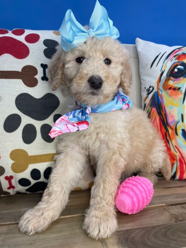 Dorada Goldendoodle 01