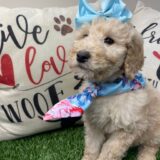 Dorada Goldendoodle 02