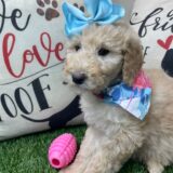 Dorada Goldendoodle 03