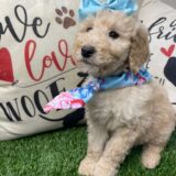 Dorada Goldendoodle 04