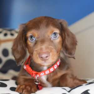 Elliot Miniature Dachshund 01