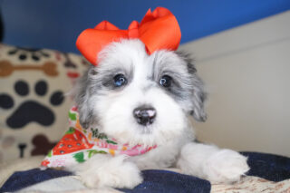 Enya Maltipoo 01