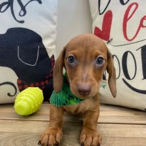 Eric Miniature Dachshund 01