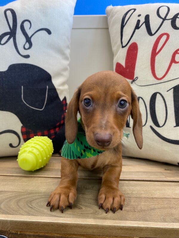 Eric Miniature Dachshund 01