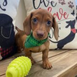 Eric Miniature Dachshund 02