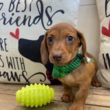 Eric Miniature Dachshund 03