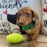 Eric Miniature Dachshund 04