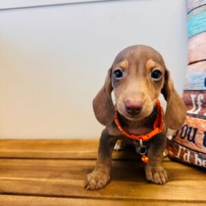 Felipe Miniature Dachshund 01