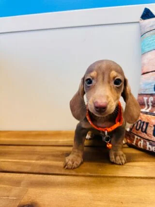 Felipe Miniature Dachshund 01