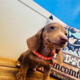 Felipe Miniature Dachshund 02