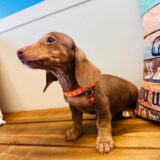 Felipe Miniature Dachshund 03