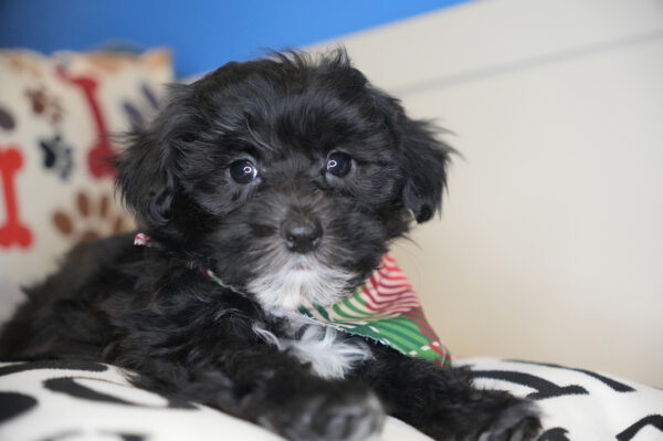 Felix Maltipoo 01