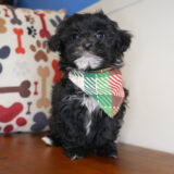 Felix Maltipoo 04