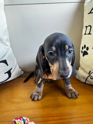 Flavius Miniature Dachshund 01