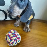 Flavius Miniature Dachshund 02