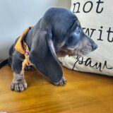 Flavius Miniature Dachshund 03