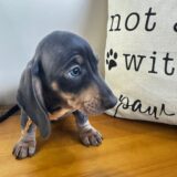 Flavius Miniature Dachshund 04