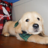 Flipp Golden Retriever 03