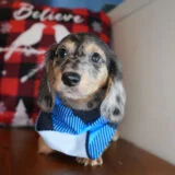 Florian Miniature Dachshund 01