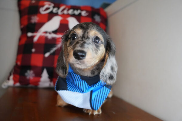 Florian Miniature Dachshund 01