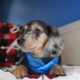 Florian Miniature Dachshund 02