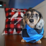 Florian Miniature Dachshund 04