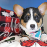 Glossy Pembroke Welsh Corgi 01