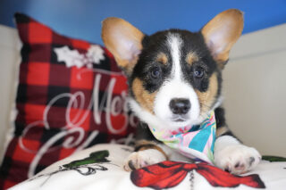 Glossy Pembroke Welsh Corgi 01