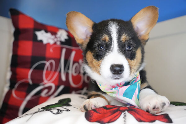 Glossy Pembroke Welsh Corgi 01