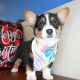 Glossy Pembroke Welsh Corgi 02