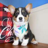 Glossy Pembroke Welsh Corgi 03