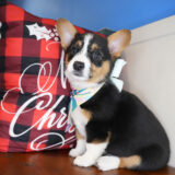 Glossy Pembroke Welsh Corgi 04