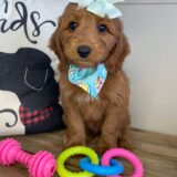 Gracie Miniature Goldendoodle 01