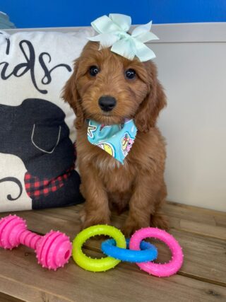 Gracie Miniature Goldendoodle 01