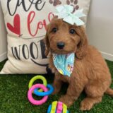 Gracie Miniature Goldendoodle 02